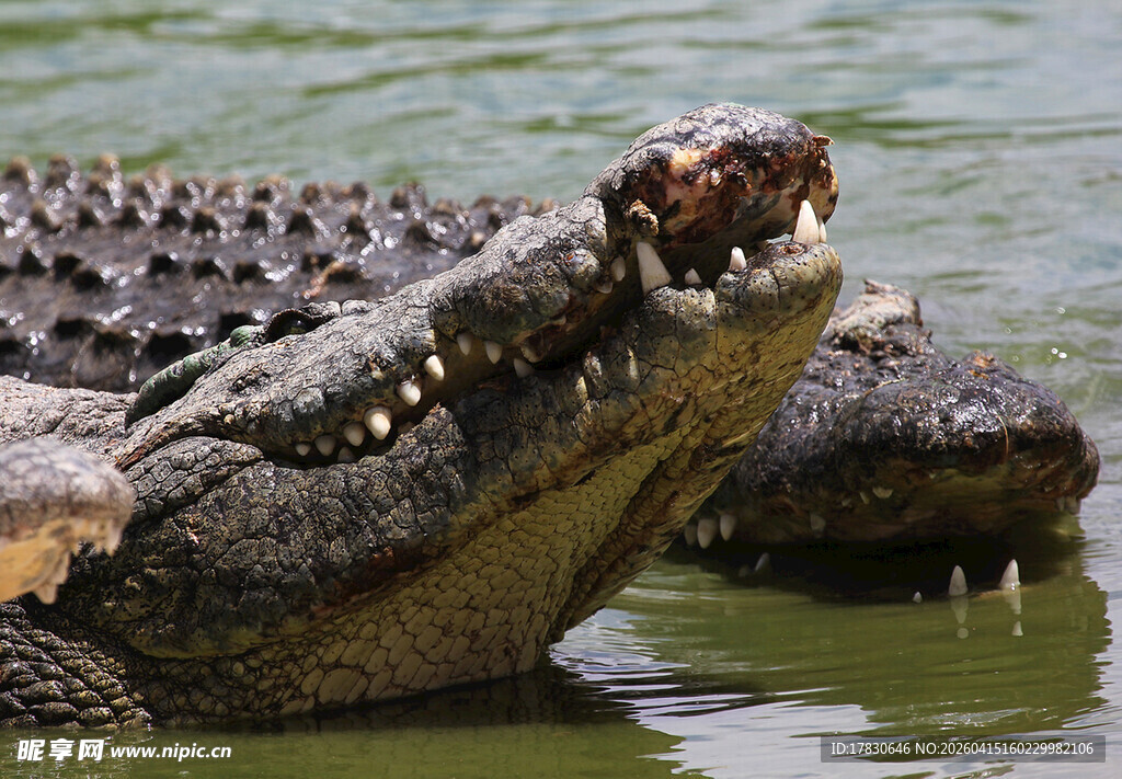 水中鳄鱼张嘴展现锋利牙齿