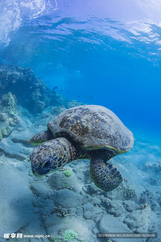 海底悠游的海龟