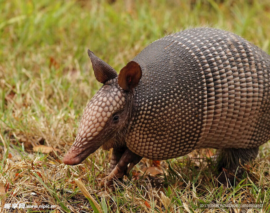 草地上的犰狳