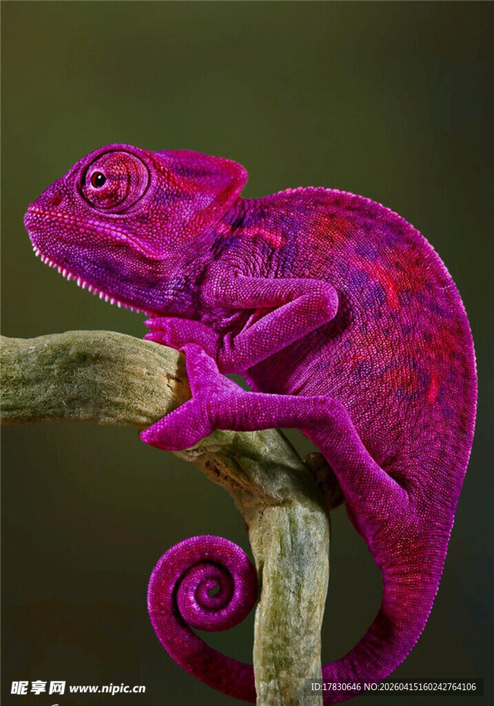 色彩绚丽的变色龙栖息枝头