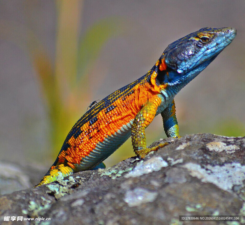 多彩蜥蜴栖息于岩石上