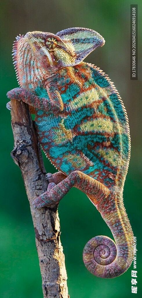 多彩变色龙栖息于枝头