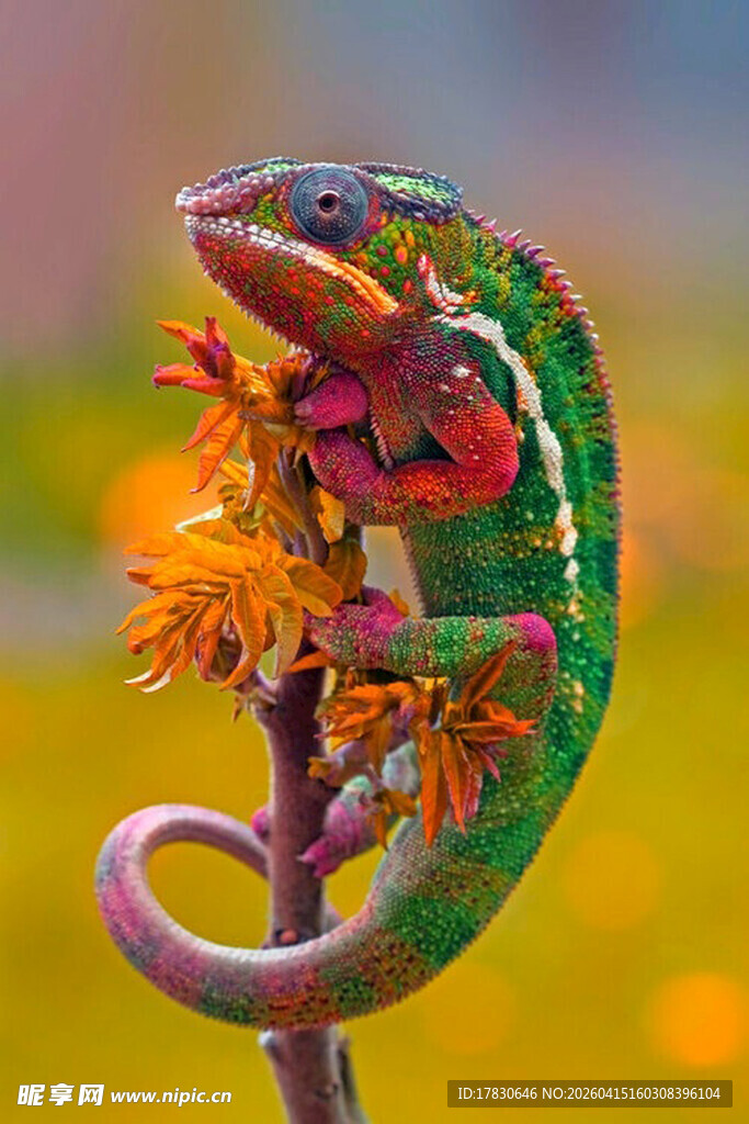 多彩变色龙栖息于枝头