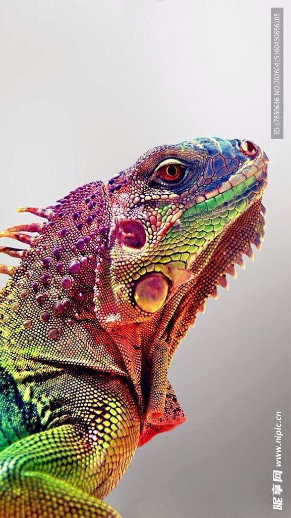 五彩斑斓的变色龙特写