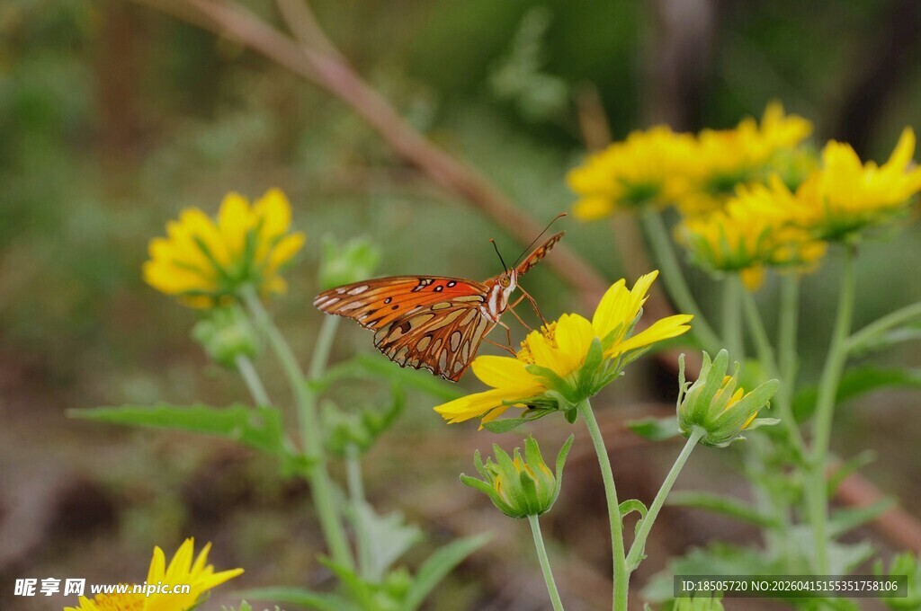 蝴蝶停驻黄色小花间