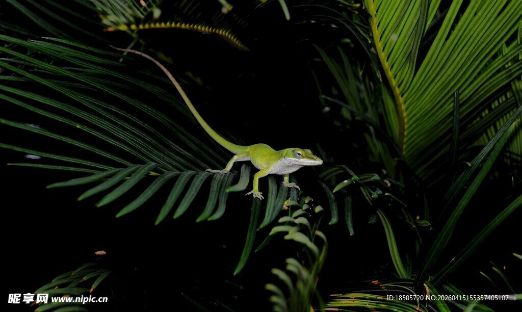 绿叶间的精致白色小花