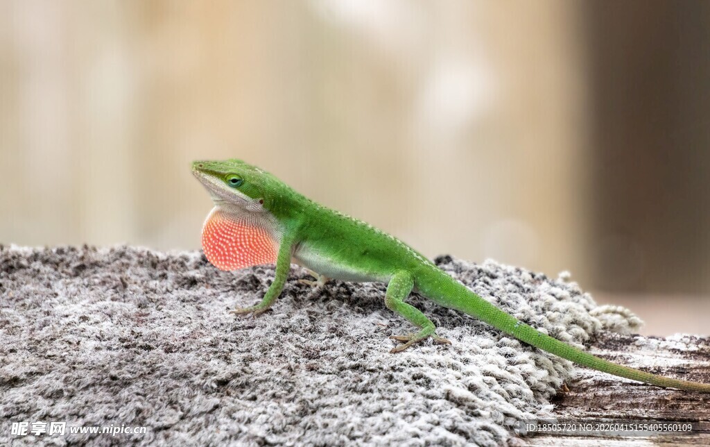 绿蜥蜴展示红色喉扇