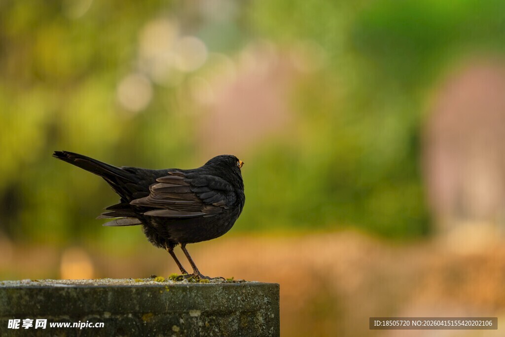 站在石台上的黑色小鸟