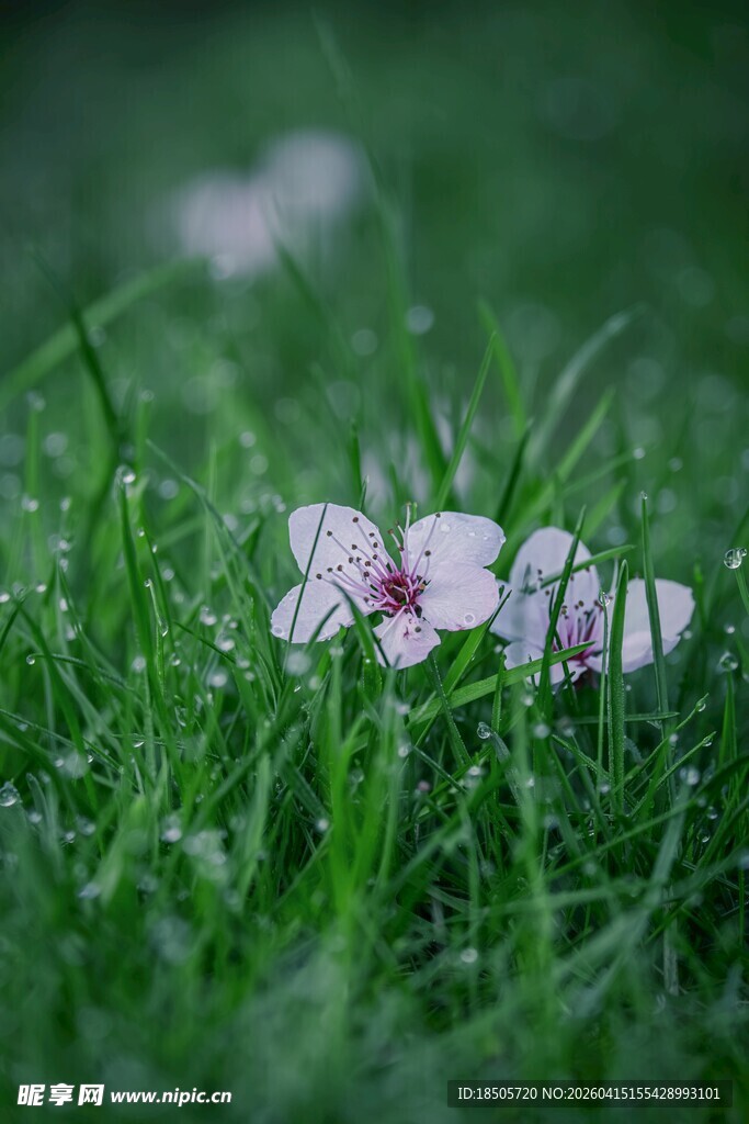 绿草中的娇艳小花