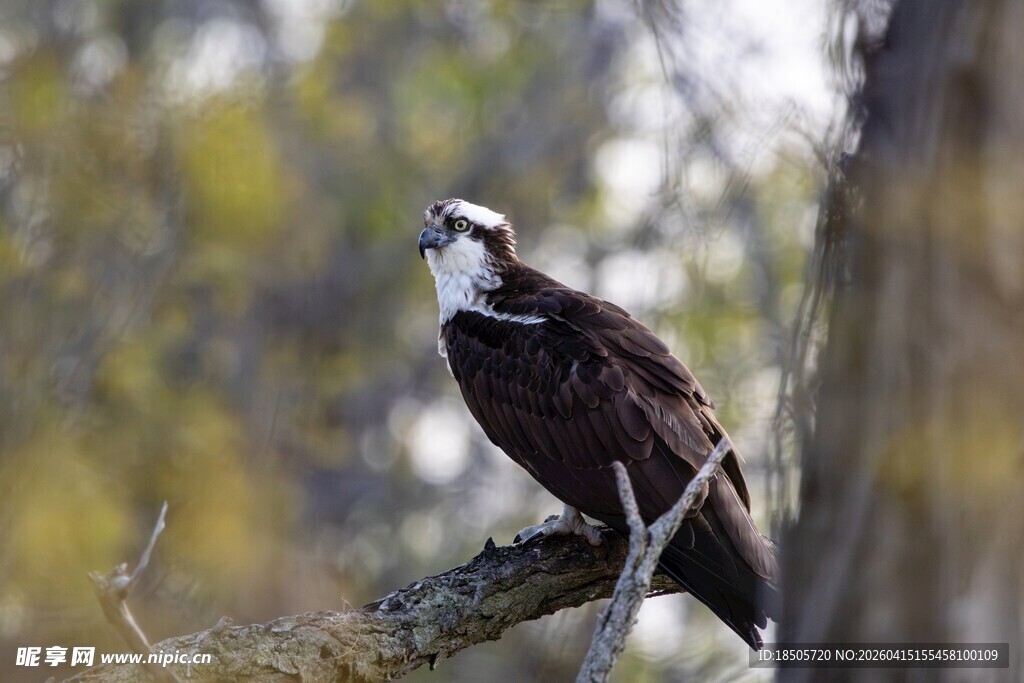 栖息枝头的鱼鹰