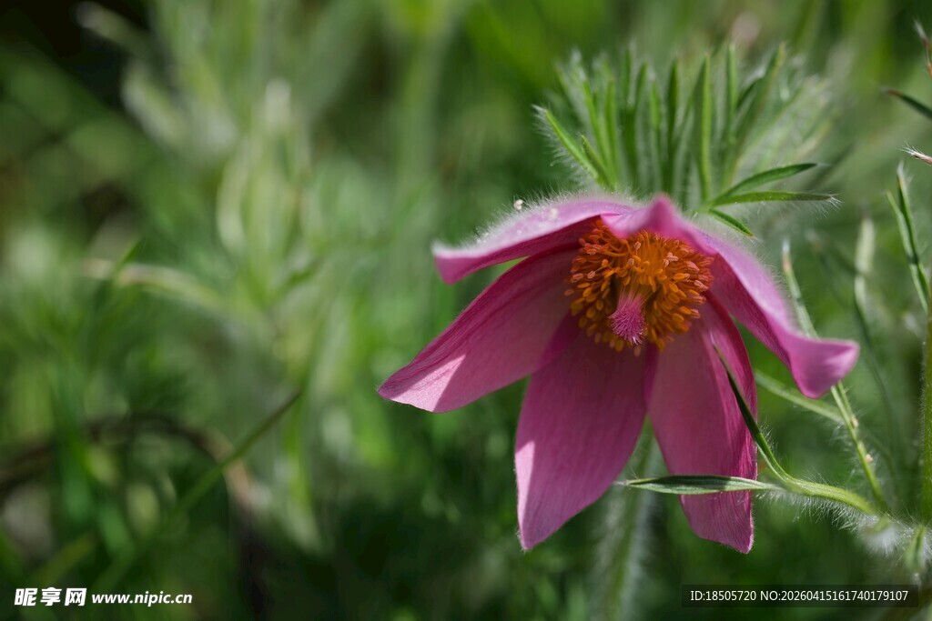 娇艳绽放的粉色花朵