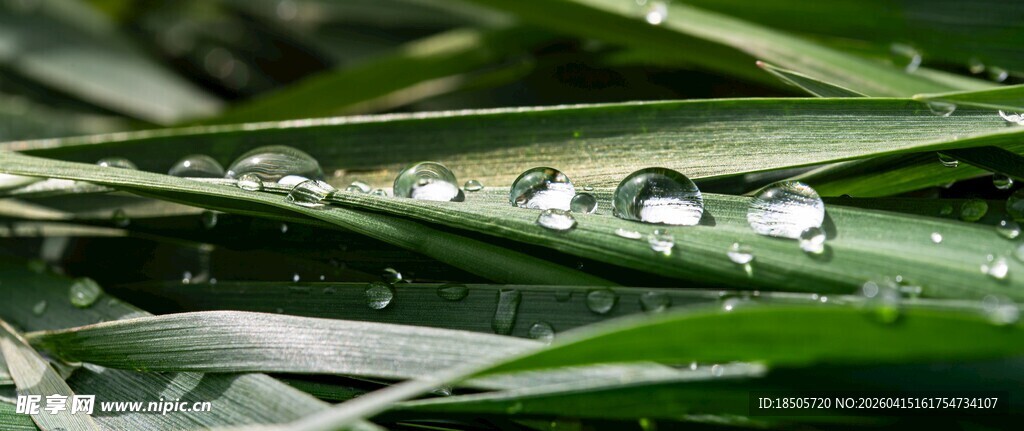 绿叶上晶莹的水珠