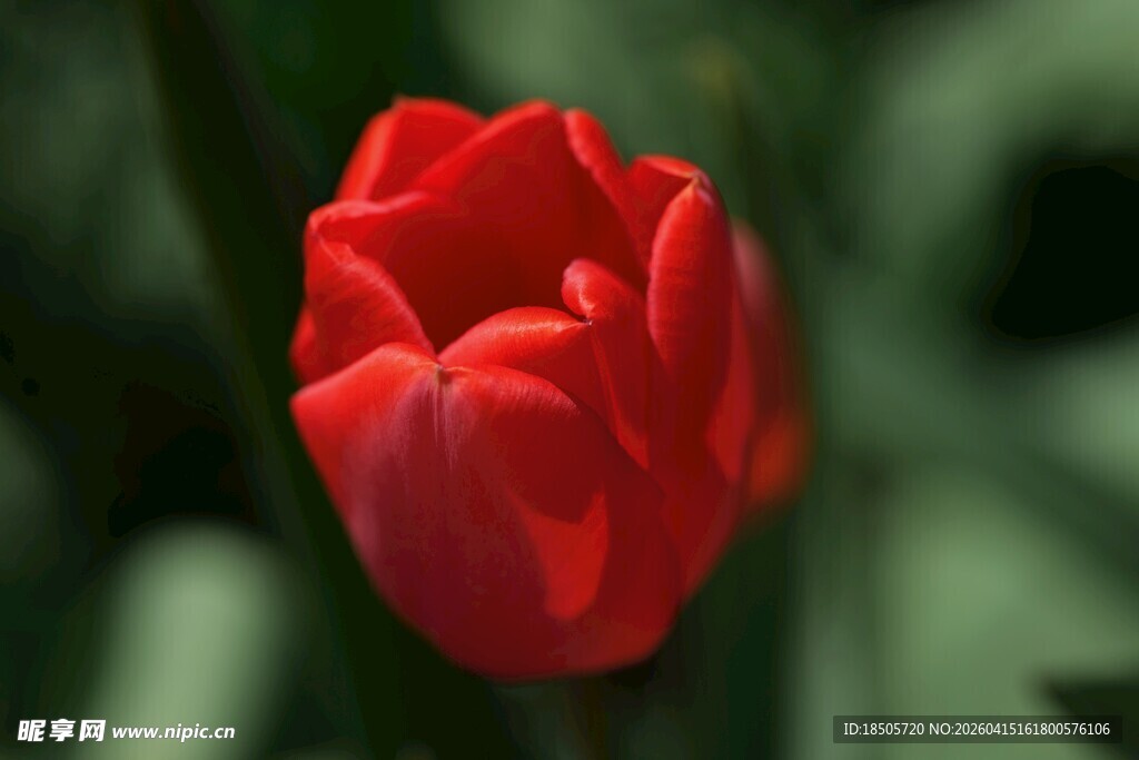 娇艳红郁金香特写