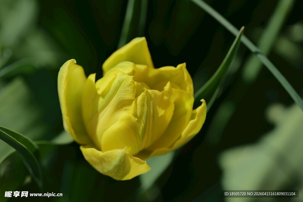 黄色郁金香特写