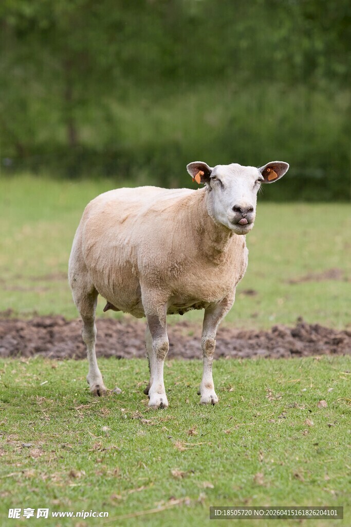 草地上的站立绵羊