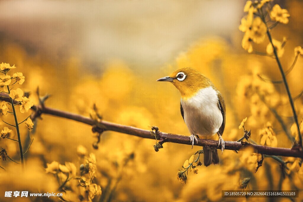 枝头小鸟赏烂漫黄花
