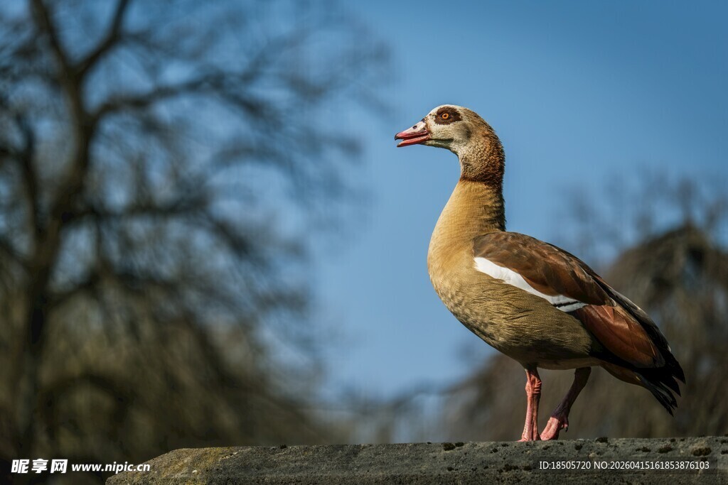 水边站立的优雅埃及雁