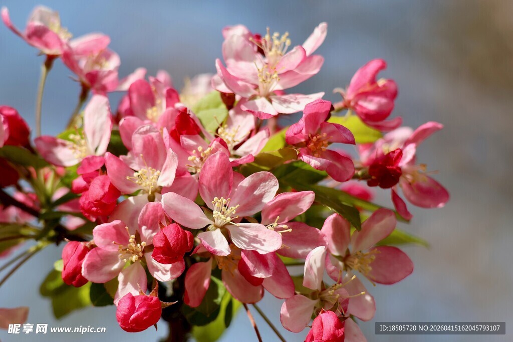 娇艳盛开的粉嫩苹果花