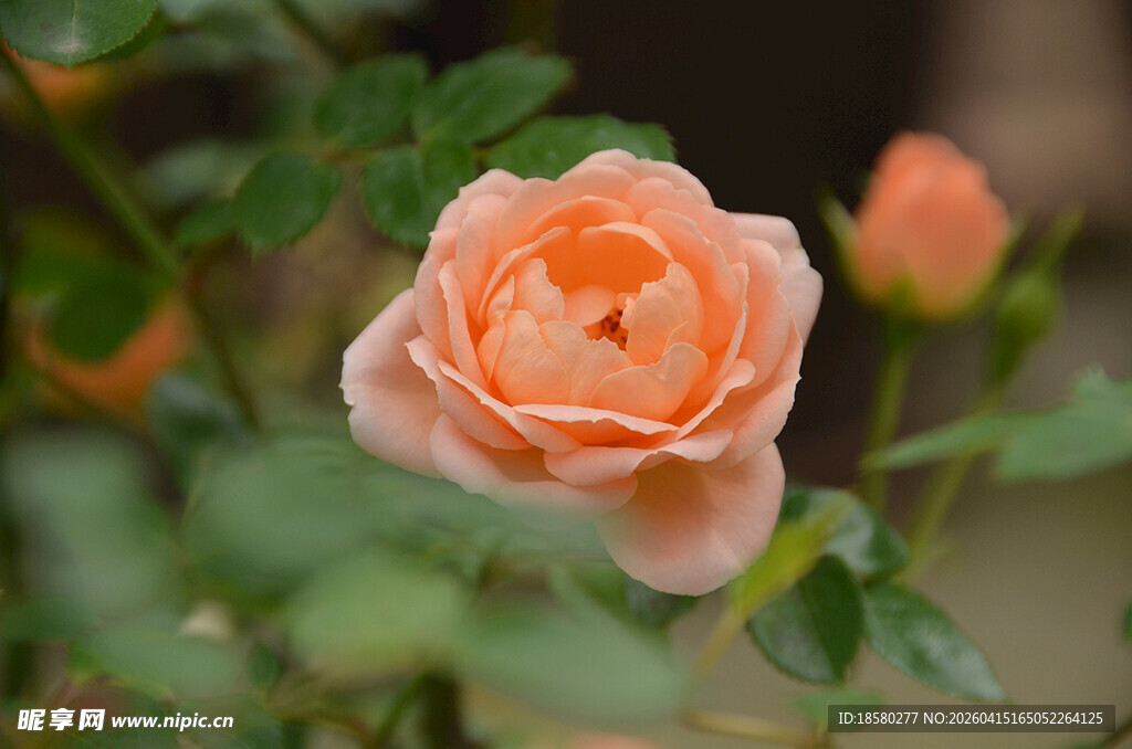 娇艳粉玫瑰绽放