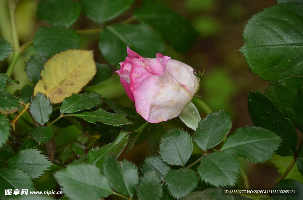 娇艳粉色玫瑰绽放绿叶间