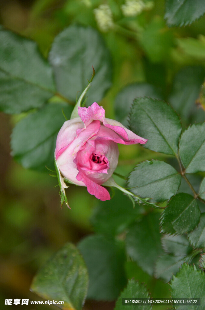 娇艳粉色月季花
