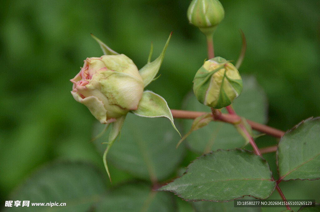 含苞待放的玫瑰花骨朵