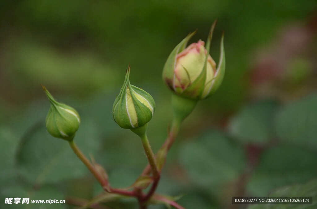 含苞待放的娇嫩玫瑰