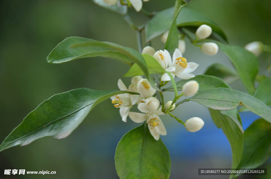 柑橘花绽放枝头