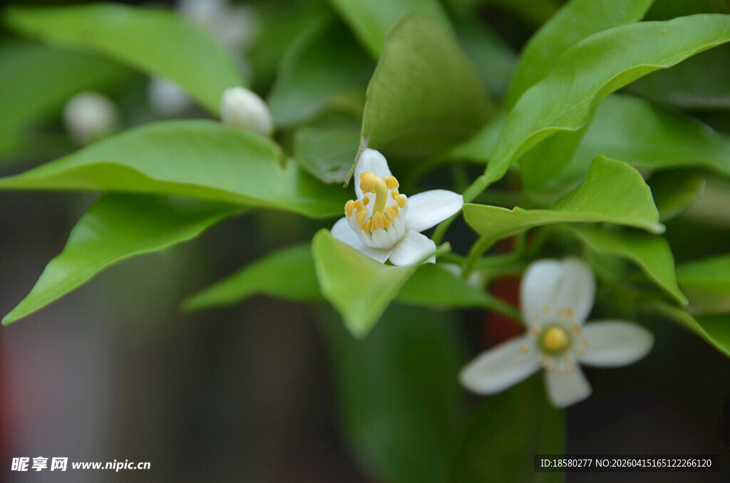 绿叶间绽放的清新小白花