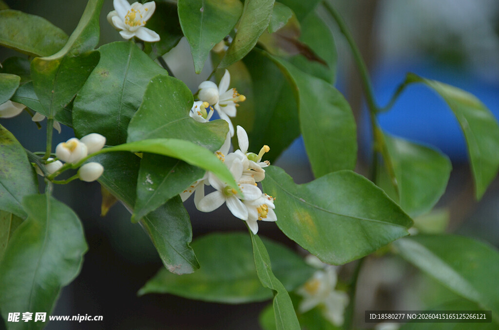 绿叶间绽放的白色小花
