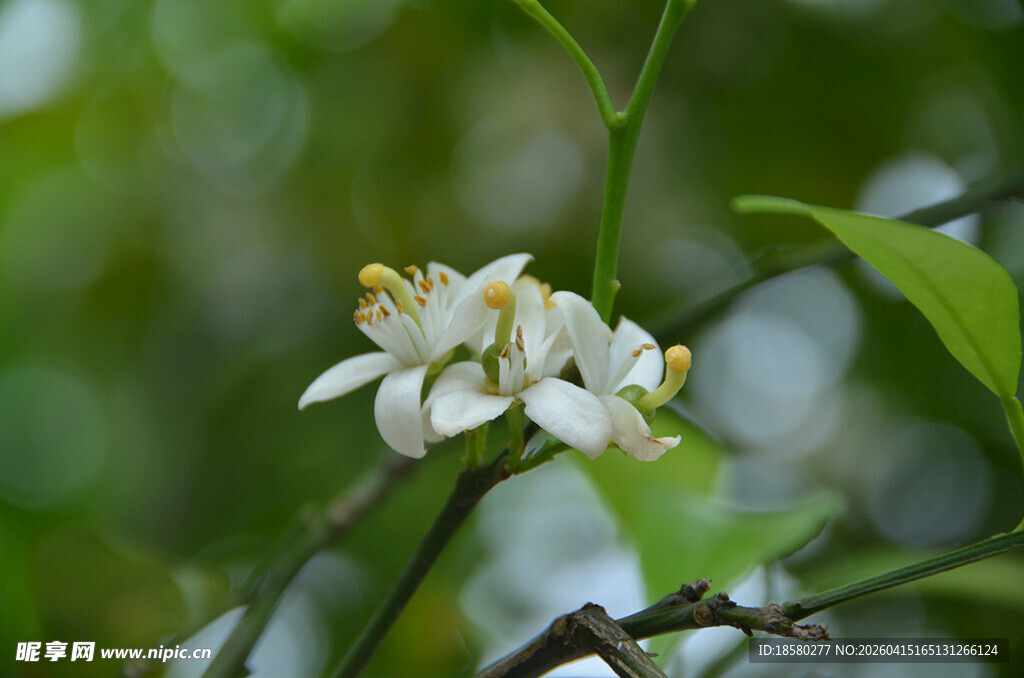 洁白柑橘花绽放枝头
