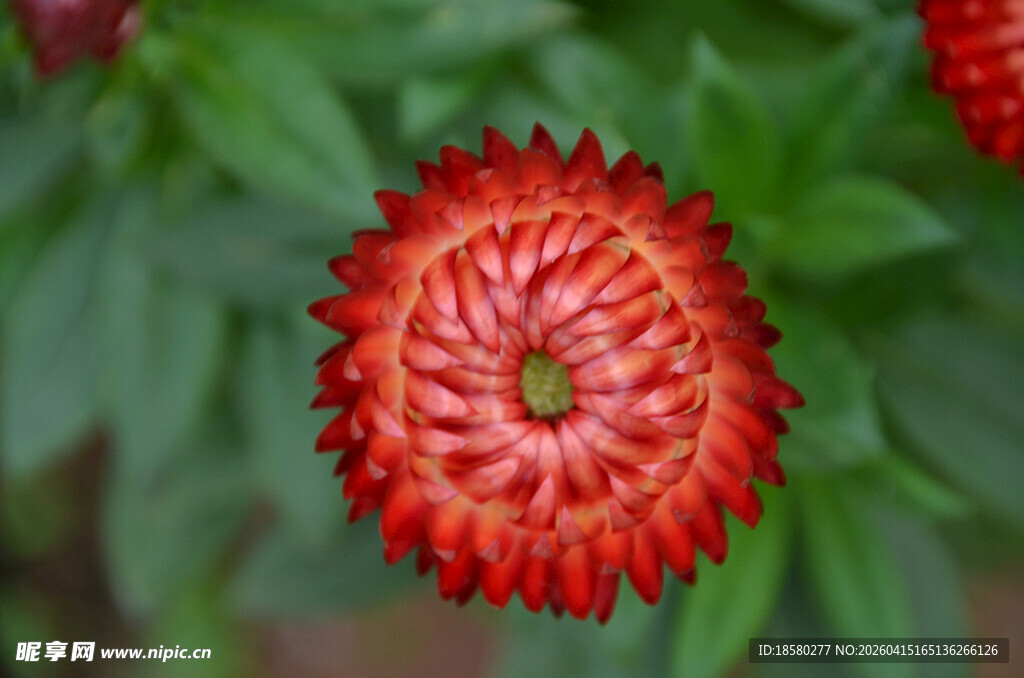 红色轮状花朵特写