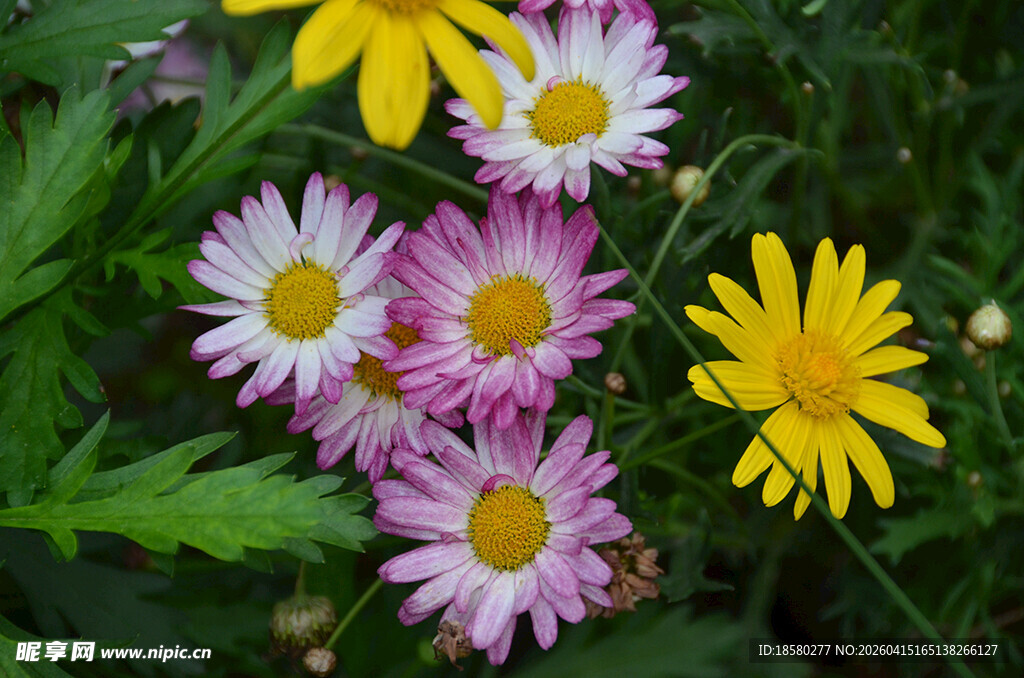 多彩雏菊绽放绿叶间