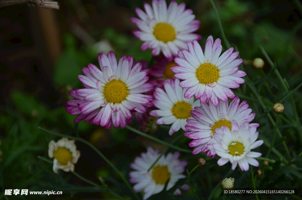 美丽小雏菊绽放于草丛
