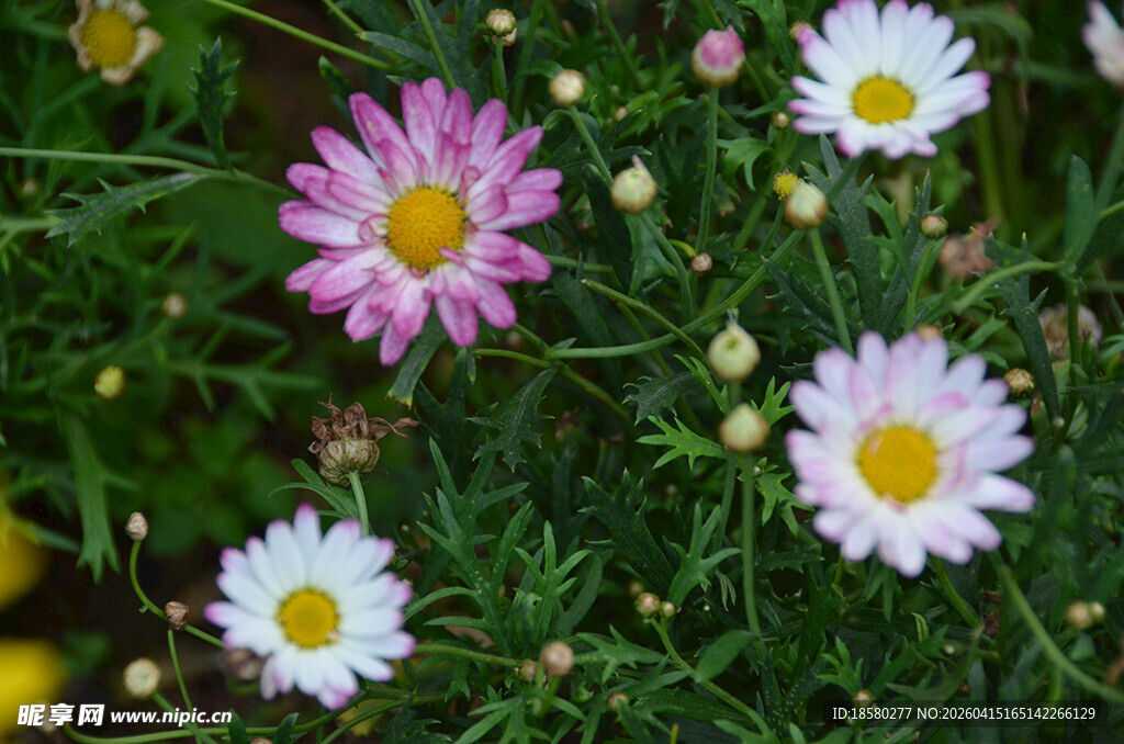 多彩雏菊绽放于绿茵间