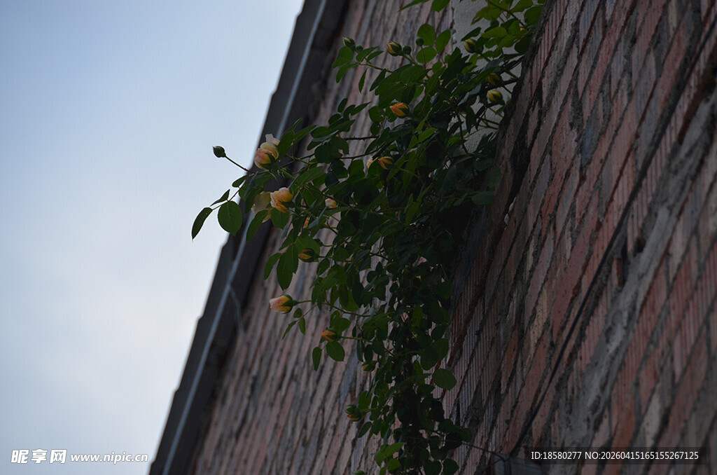 砖墙绿植一抹自然生机