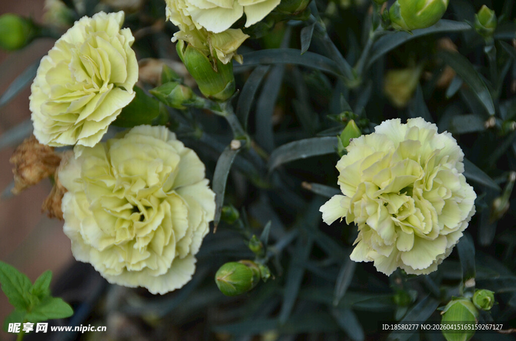 清新淡黄色康乃馨绽放