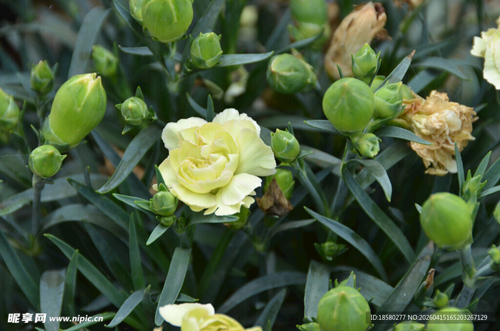 黄康乃馨花朵与花苞特写