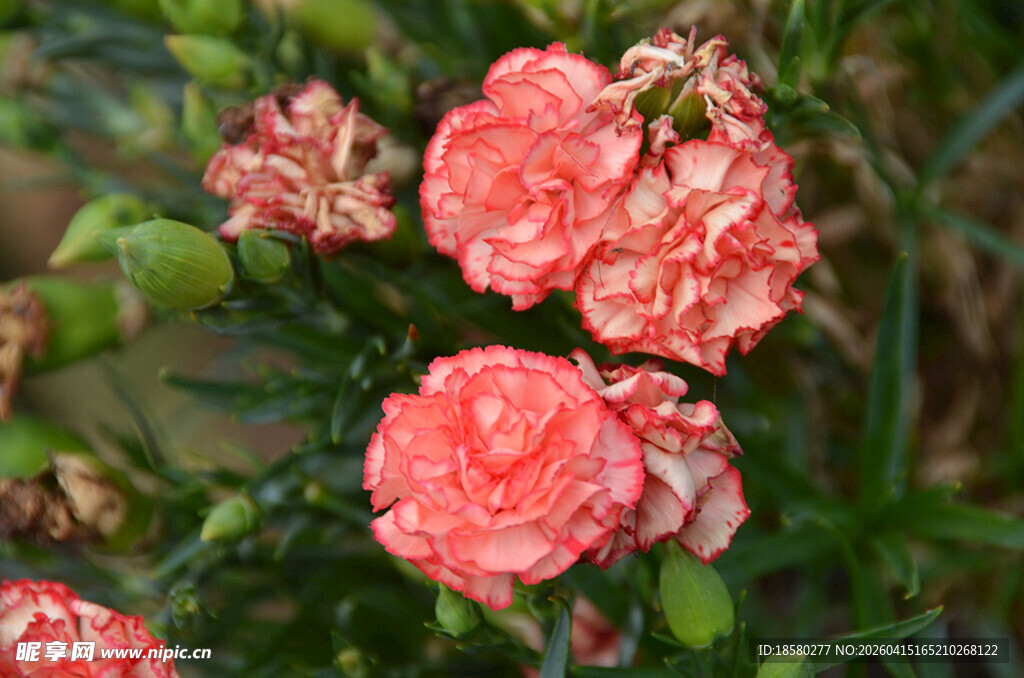 娇艳粉色小月季花