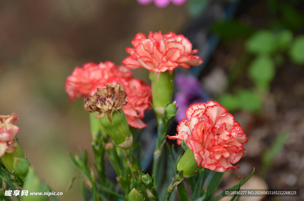 娇艳康乃馨绽放于绿意间