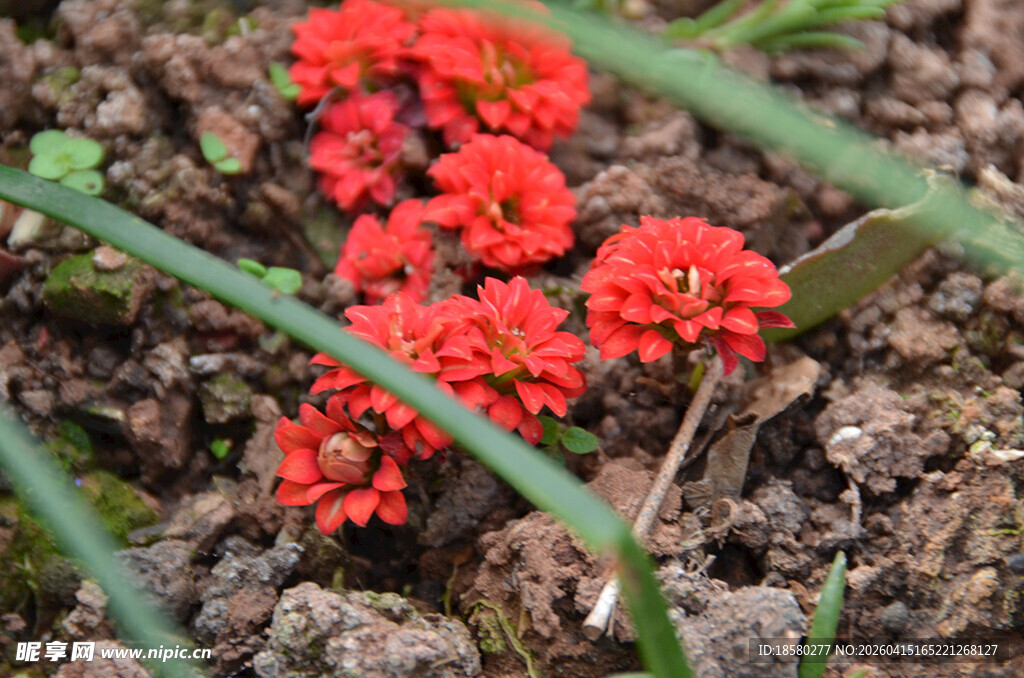 红色小花绽放于泥土间