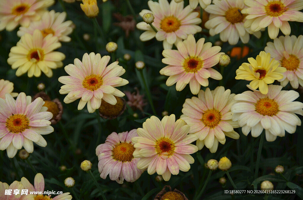 缤纷小雏菊绽放的美丽