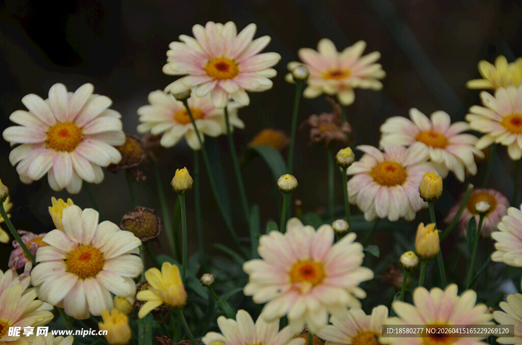 清新绽放的美丽雏菊