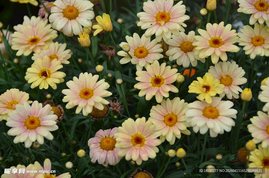 缤纷小雏菊绽放美丽