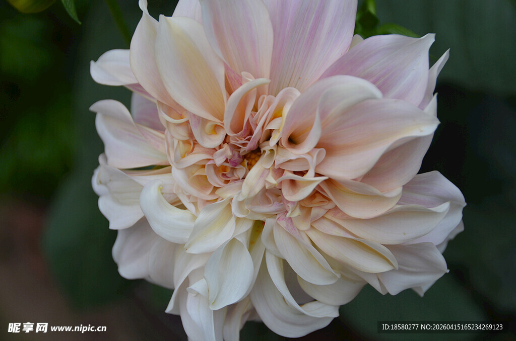 柔美淡粉盛开的大丽花娇艳花朵