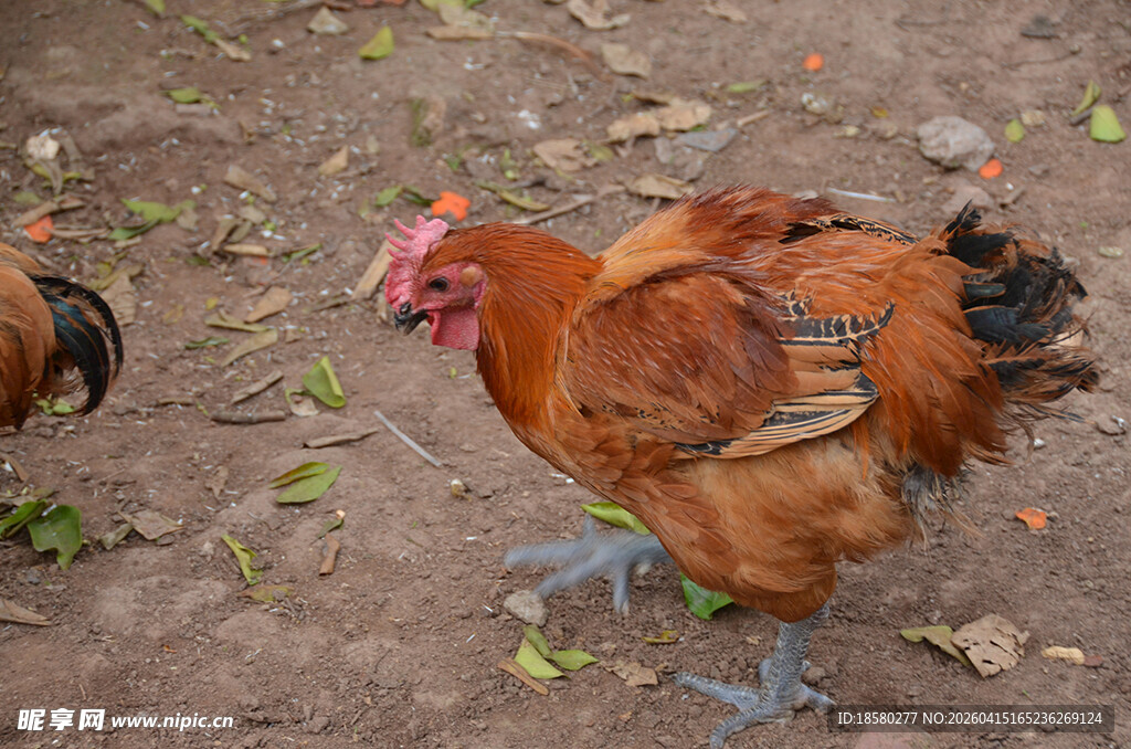 庭院中觅食的漂亮公鸡