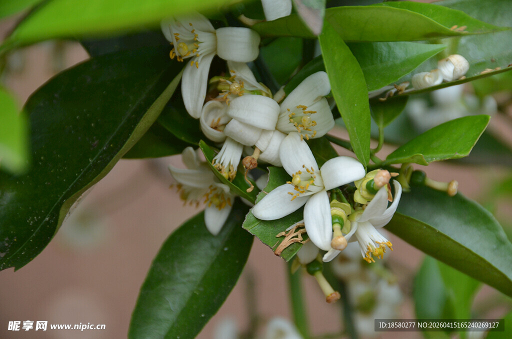 柑橘花绽放