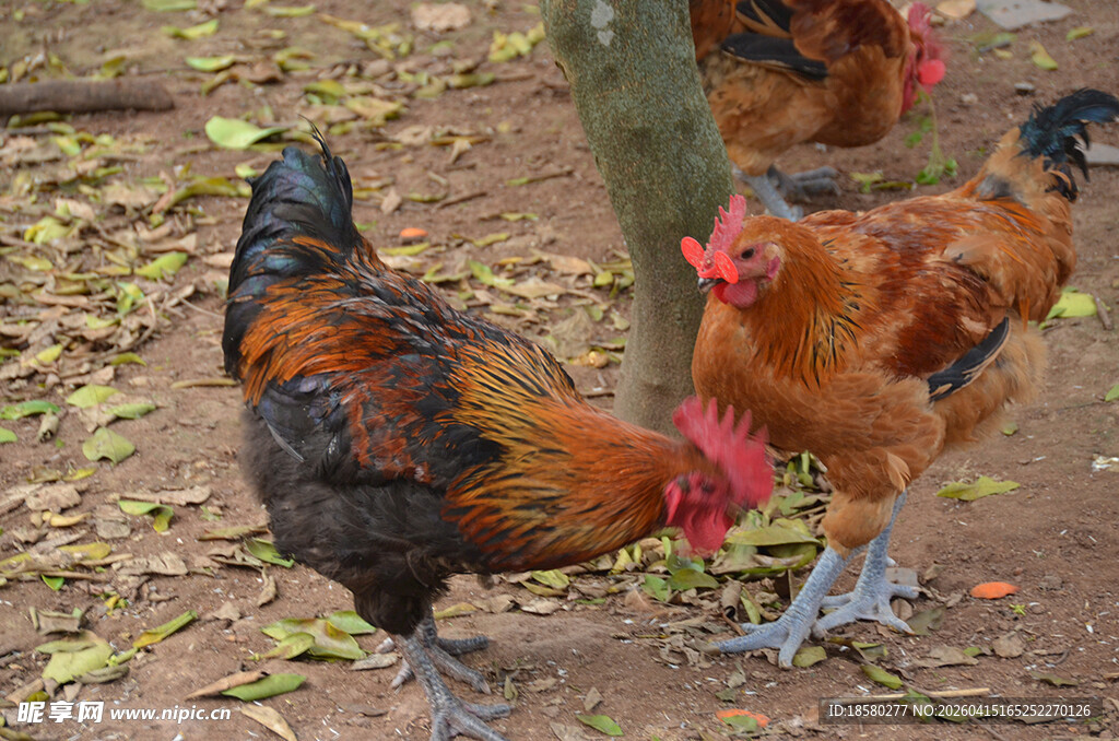 树下觅食的多彩鸡群