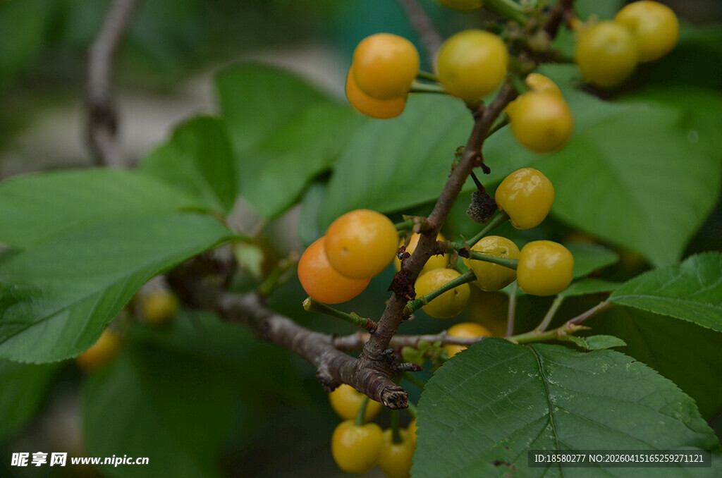 枝头黄樱桃 鲜嫩诱人