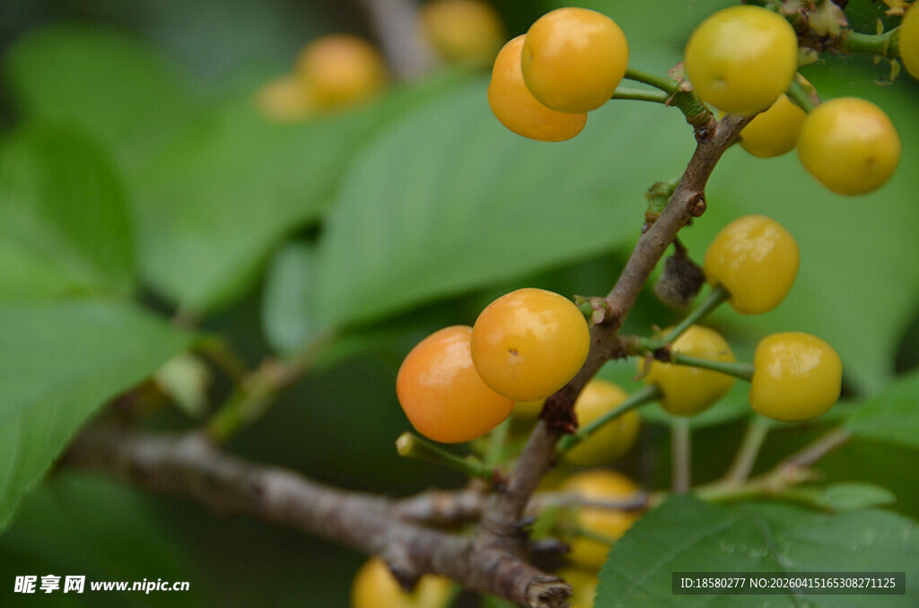 枝头黄樱桃鲜嫩诱人